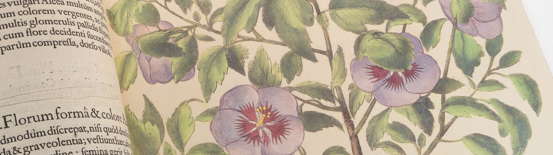 Libreria antiquaria Bourlot dal 1848 libri e stampe antiche