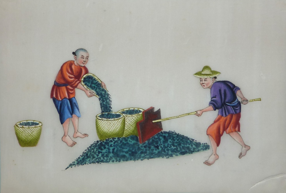 La coltivazione del tè. Cina, 1830-1840 circa.