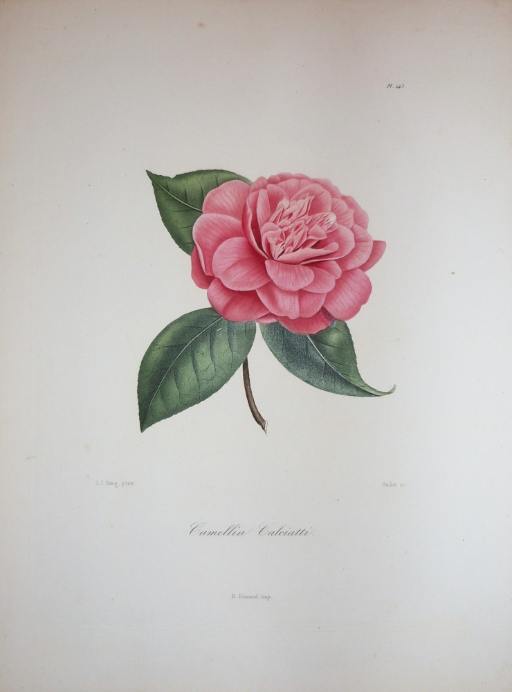 Camellia Calciatti. Parigi, N. Rémond, 1841-1843.