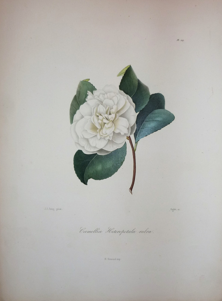 Camellia Heteropetala Rubra. Parigi, N. Rémond, 1841-1843.
