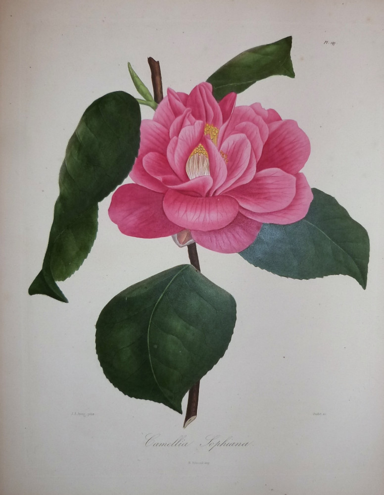 Camellia Sophiana. Parigi, N. Rémond, 1841-1843.