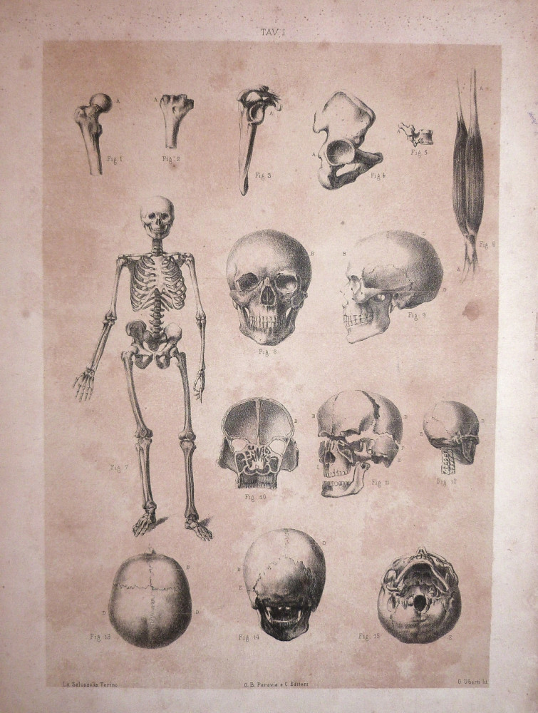 Tav. I - anatomia umana. Torino, Salussolia, 1852 - 1854. 