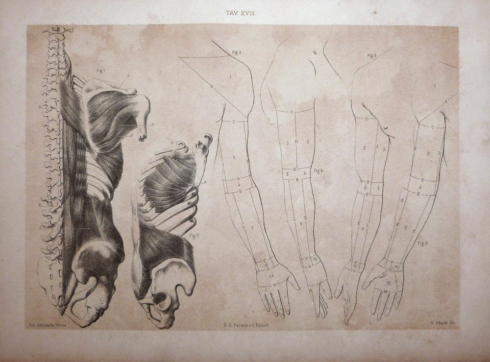Tav. XVIII - anatomia umana. Torino, Salussolia, 1852 - 1854.