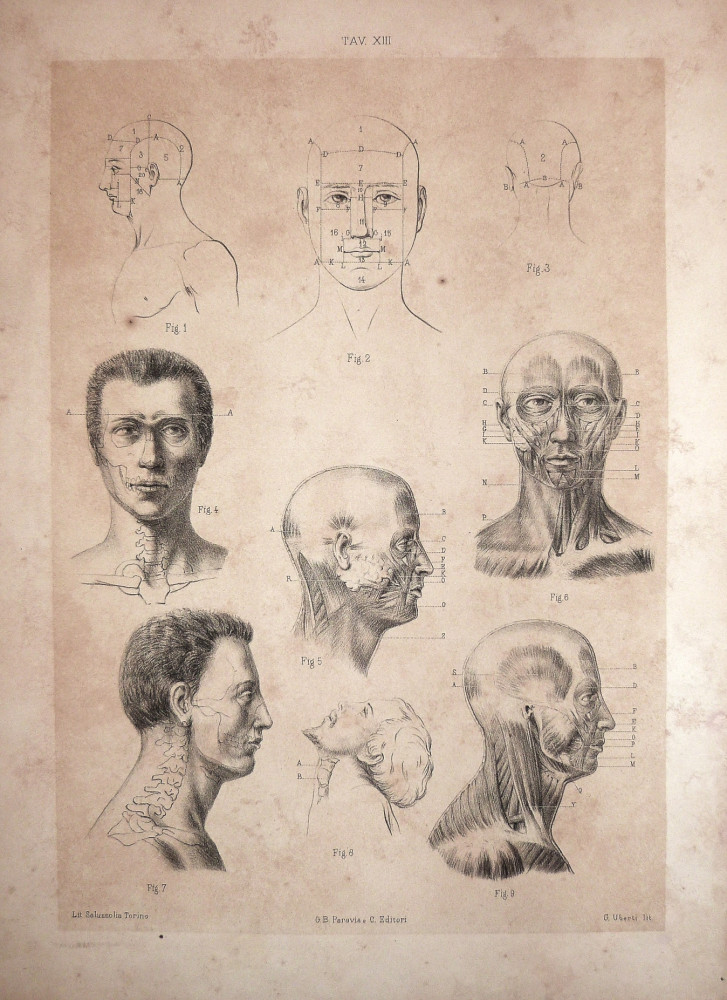 Tav. XIII - anatomia umana. Torino, Salussolia, 1852 - 1854.