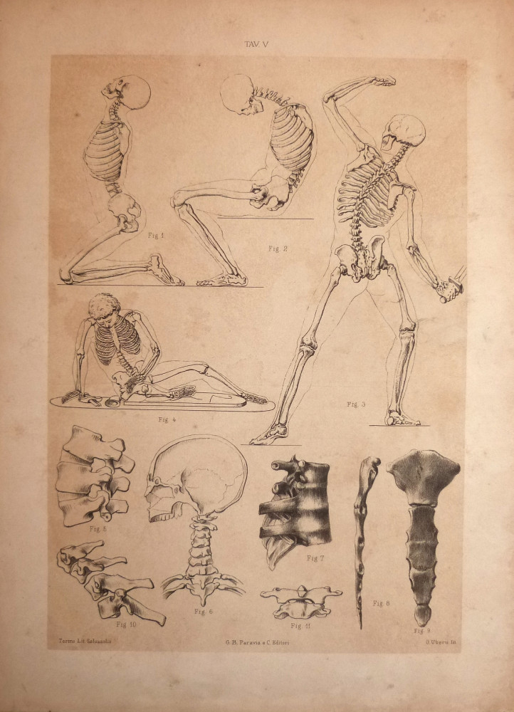 Tav. V - anatomia umana. Torino, Salussolia, 1852 - 1854. 