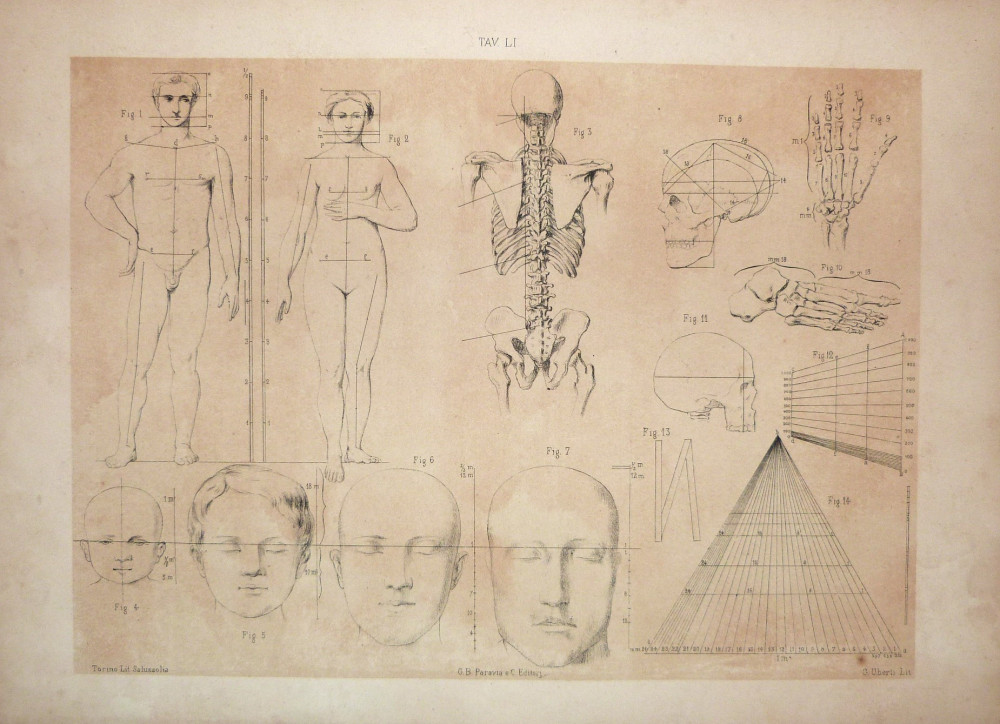 Tav. LI - anatomia umana. Torino, Salussolia, 1852 - 1854.  