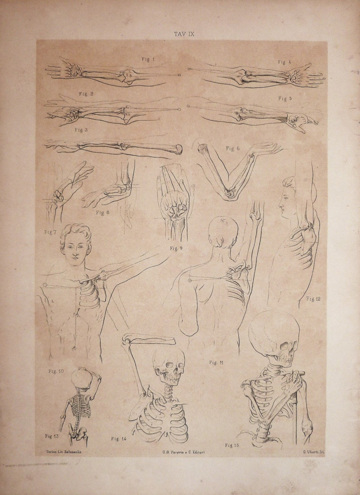 Tav. IX - anatomia umana. Torino, Salussolia, 1852 - 1854.