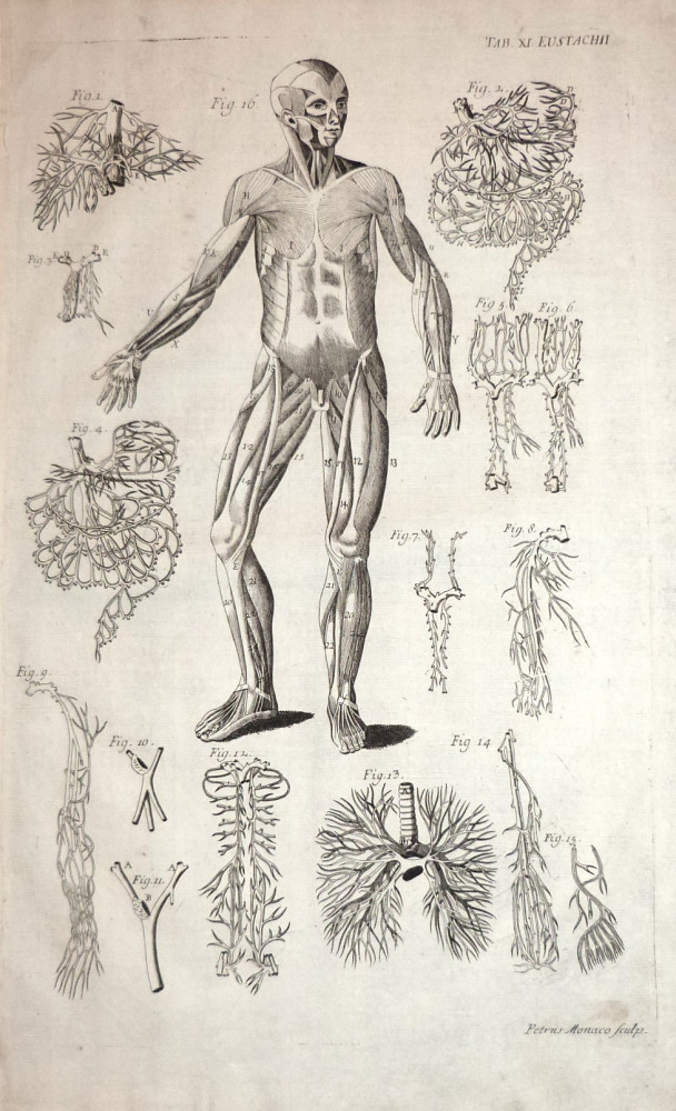 Tabulae anatomicae -  Apparato circolatorio. Venezia, Bartolomeo Locatelli, 1769.