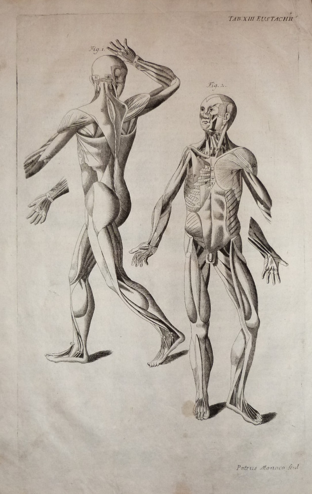 Tabulae anatomicae -  Sistema muscolare. Venezia, Bartolomeo Locatelli, 1769.