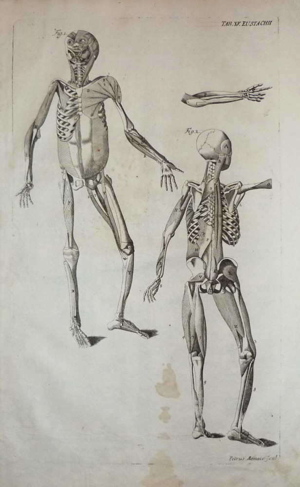 Tabulae anatomicae -  Apparato muscolo-scheletrico. Venezia, Bartolomeo Locatelli, 1769.