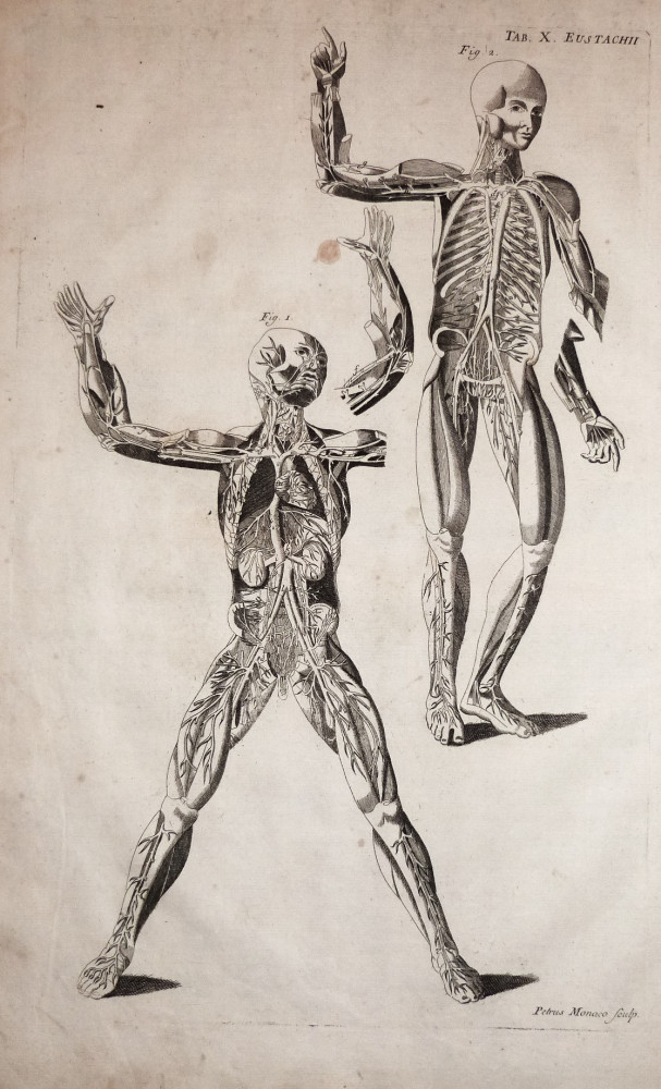 Tabulae anatomicae -  Apparato circolatorio. Venezia, Bartolomeo Locatelli, 1769. 