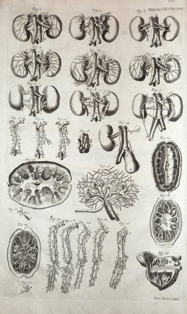 Tabulae anatomicae -  Anatomia del rene. Venezia, Bartolomeo Locatelli, 1769.