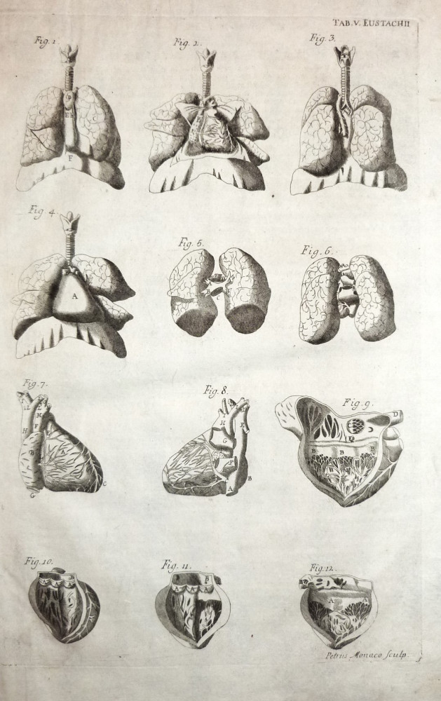 Tabulae anatomicae -  Anatomia del polmone e trachea. Venezia, Bartolomeo Locatelli, 1769.