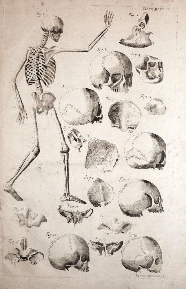 Tabulae anatomicae -  Apparato scheletrico e cranio. Venezia, Bartolomeo Locatelli, 1769.