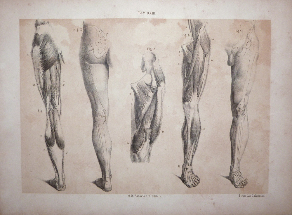 Tav. XXIII - anatomia umana. Torino, Salussolia, 1852 - 1854.