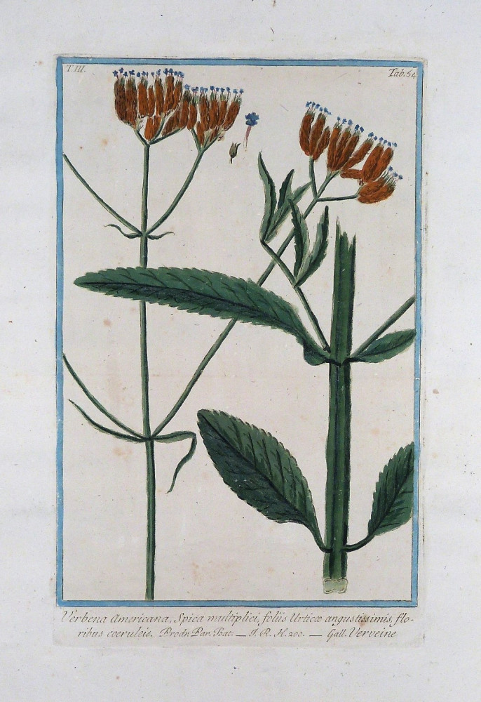 Verbena americana. Roma, Bouchard & Gravier, 1772 - 1780.