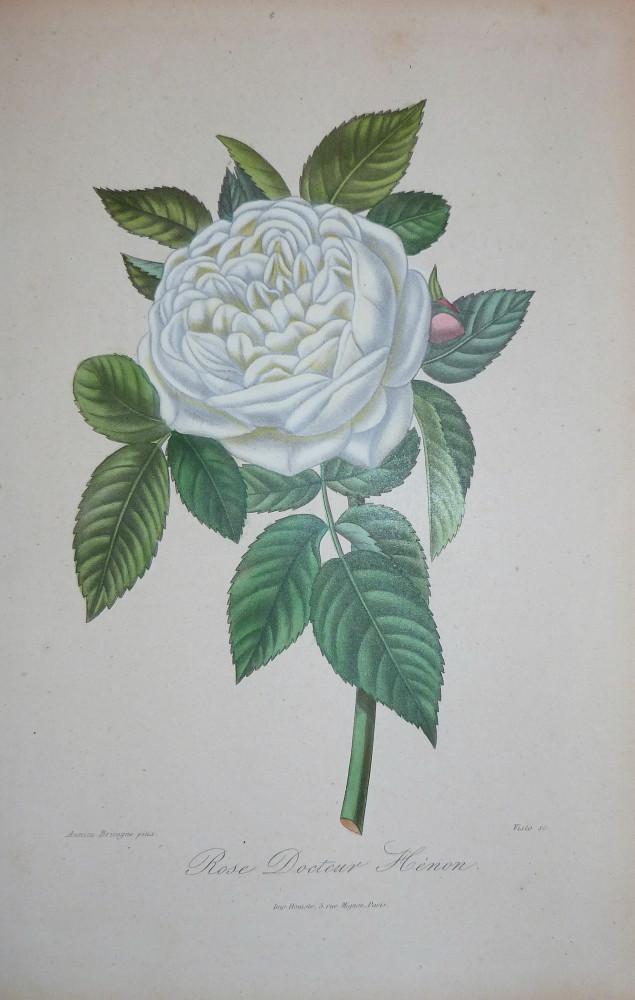 Rose Docteur Hénon. Parigi, Visto, 1851-1872.