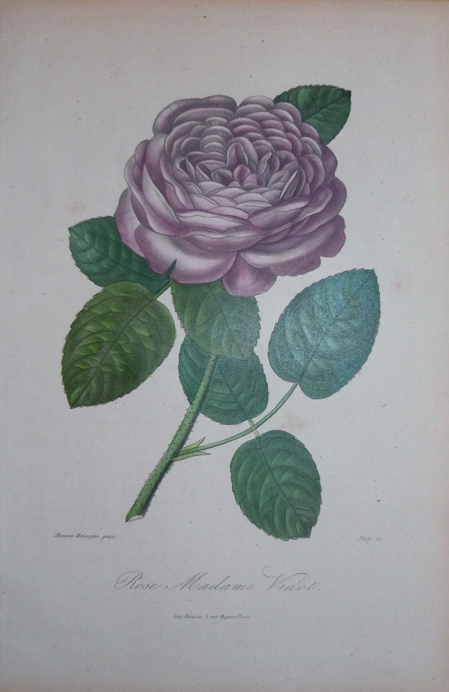 Rose Madame Vidot. Parigi, Visto, 1851-1872.