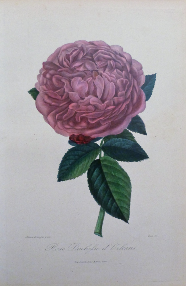 Rose Duchesse d'Orléans. Parigi, Visto, 1851-1872.