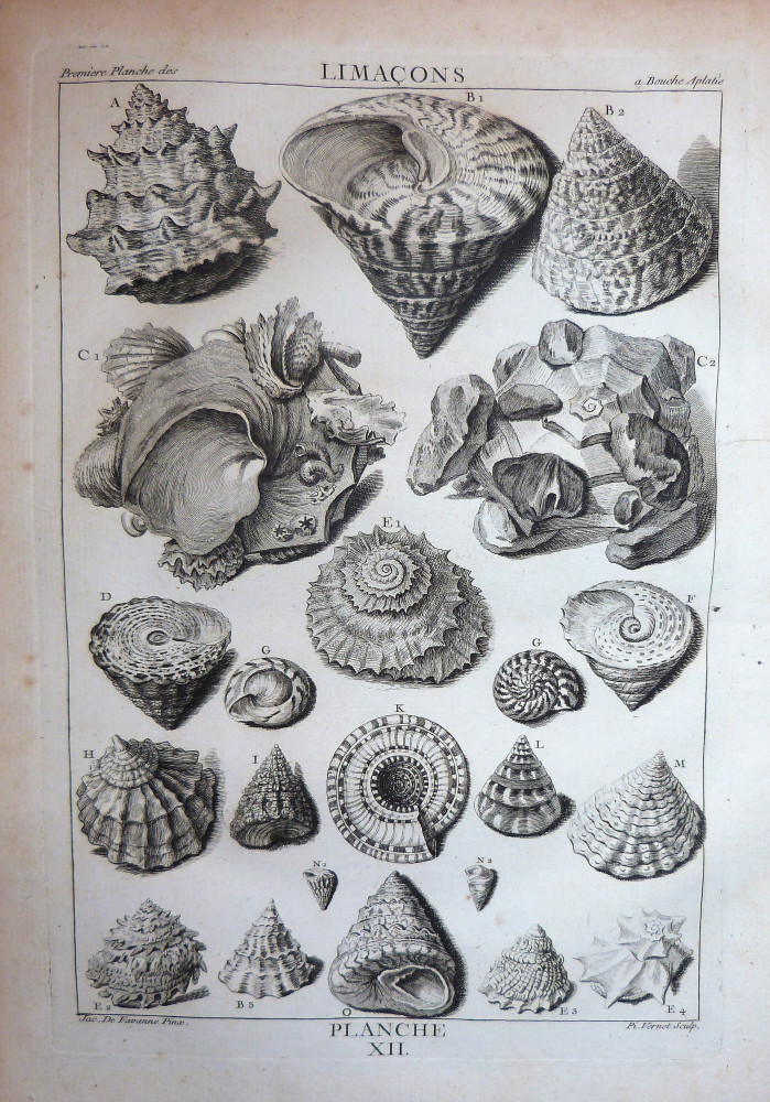La conchyliologie, ou histoire naturelle des coquilles - Planche XII. Parigi, Guillaume de Bure, 1780.