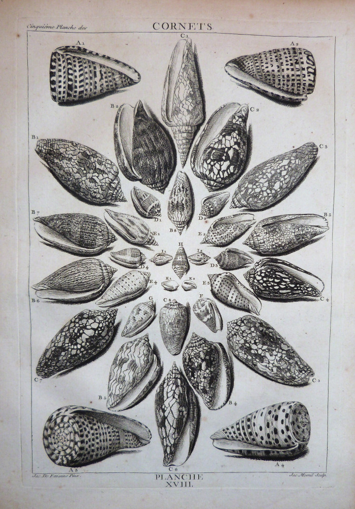 La conchyliologie, ou histoire naturelle des coquilles - Planche XVIII. Parigi, Guillaume de Bure, 1780.