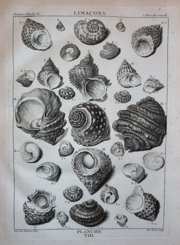 La conchyliologie, ou histoire naturelle des coquilles - Planche VIII. Parigi, Guillaume de Bure, 1780.