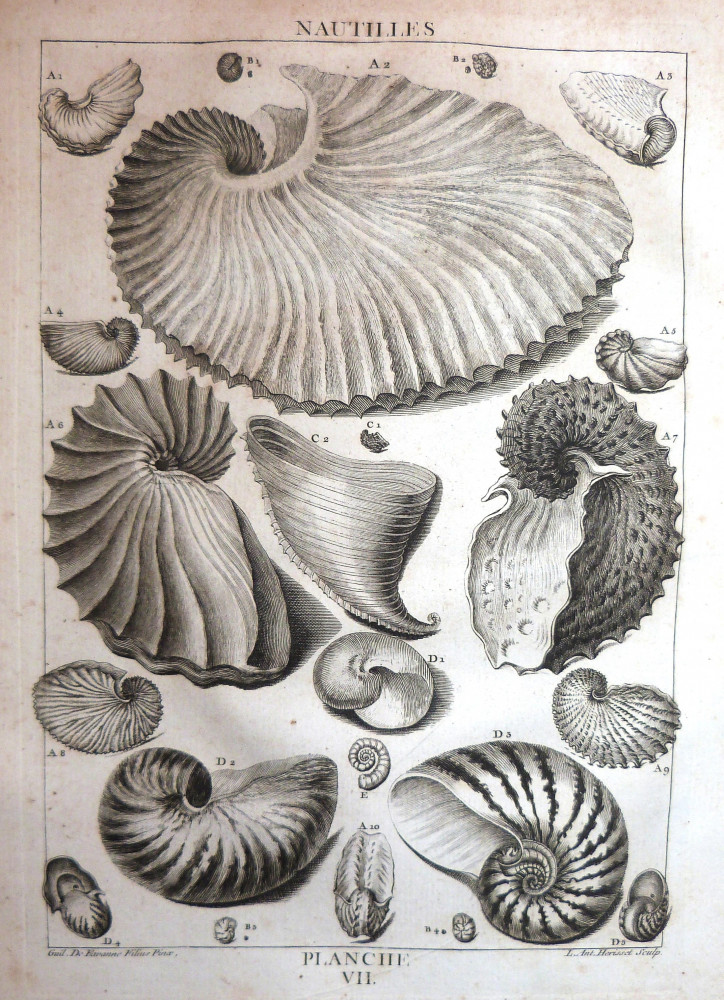 La conchyliologie, ou histoire naturelle des coquilles - Planche VII. Parigi, Guillaume de Bure, 1780.