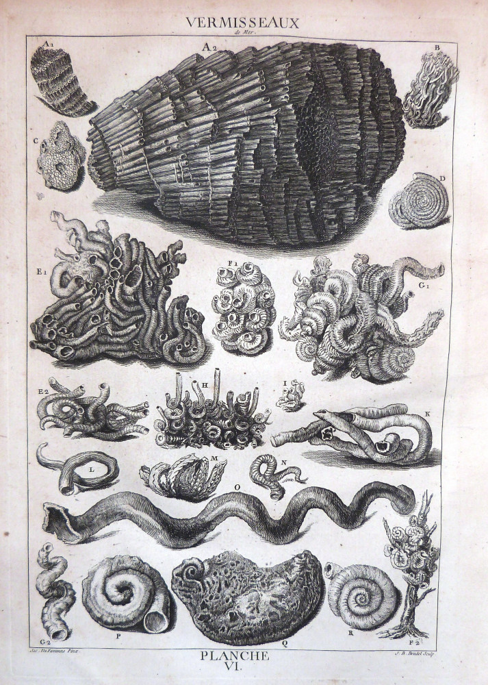 La conchyliologie, ou histoire naturelle des coquilles - Planche VI. Parigi, Guillaume de Bure, 1780.