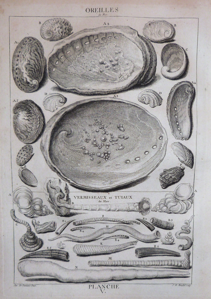 La conchyliologie, ou histoire naturelle des coquilles - Planche V. Parigi, Guillaume de Bure, 1780.