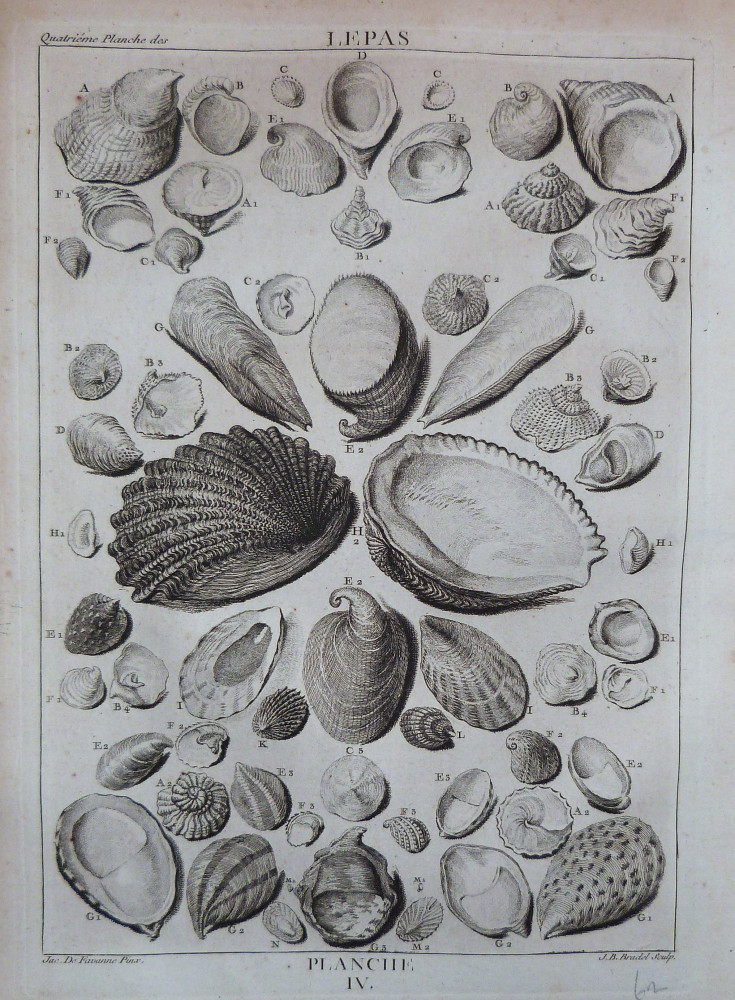 La conchyliologie, ou histoire naturelle des coquilles - Planche IV. Parigi, Guillaume de Bure, 1780.
