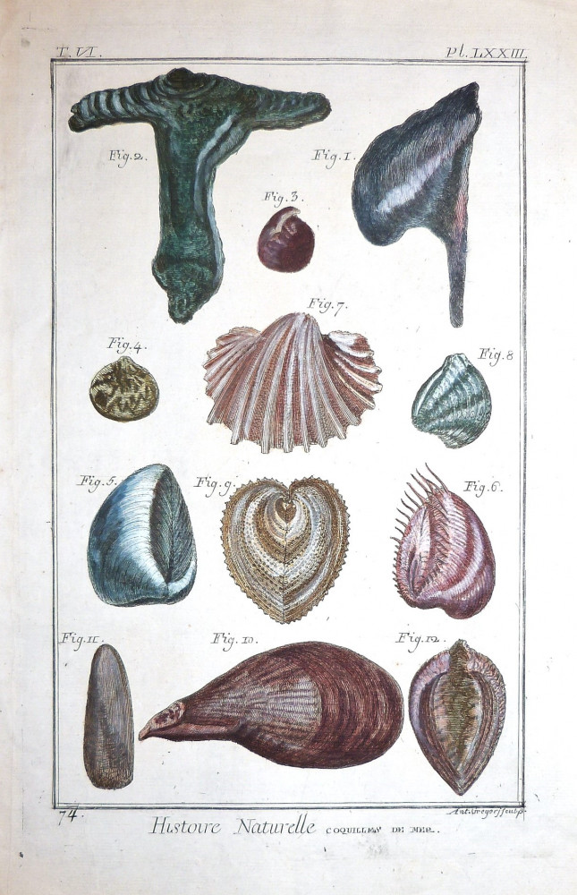 Histoire naturelle, coquilles de mer. Parigi, 1751.