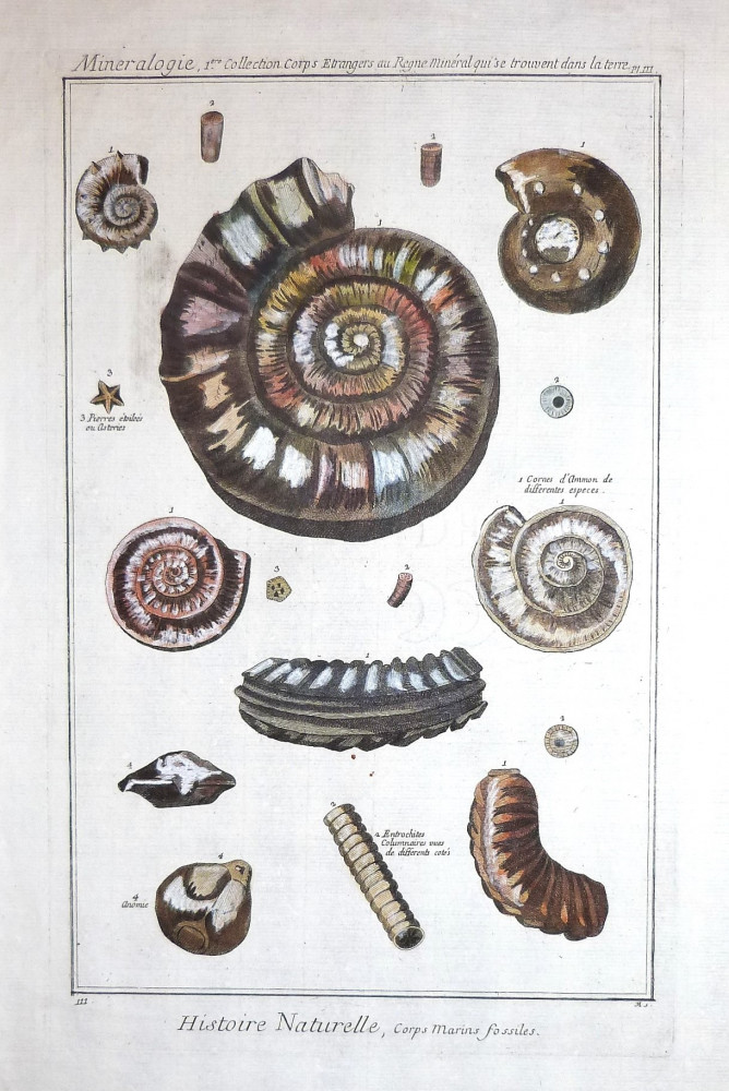 Histoire naturelle, corps marins fossiles. Parigi, 1751.