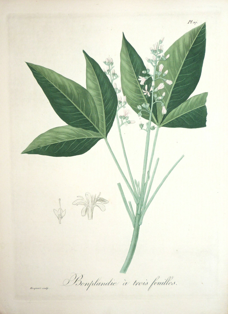 Bonplandie à trois feuilles. Parigi, Hocquart, 1821-1825.