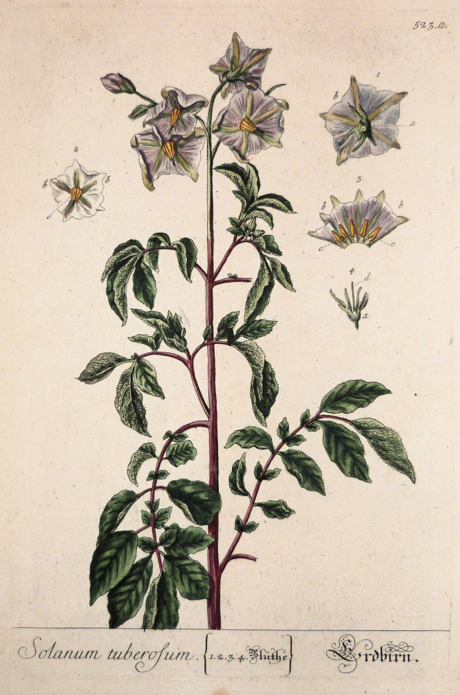 Solanum tuberosum. Norimberga, Elisabeth Blackwell, 1757 - 1773.