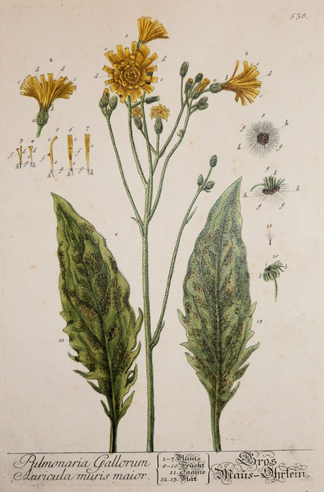 Pulmonaria Gallorum. Norimberga, Elisabeth Blackwell, 1757 - 1773.