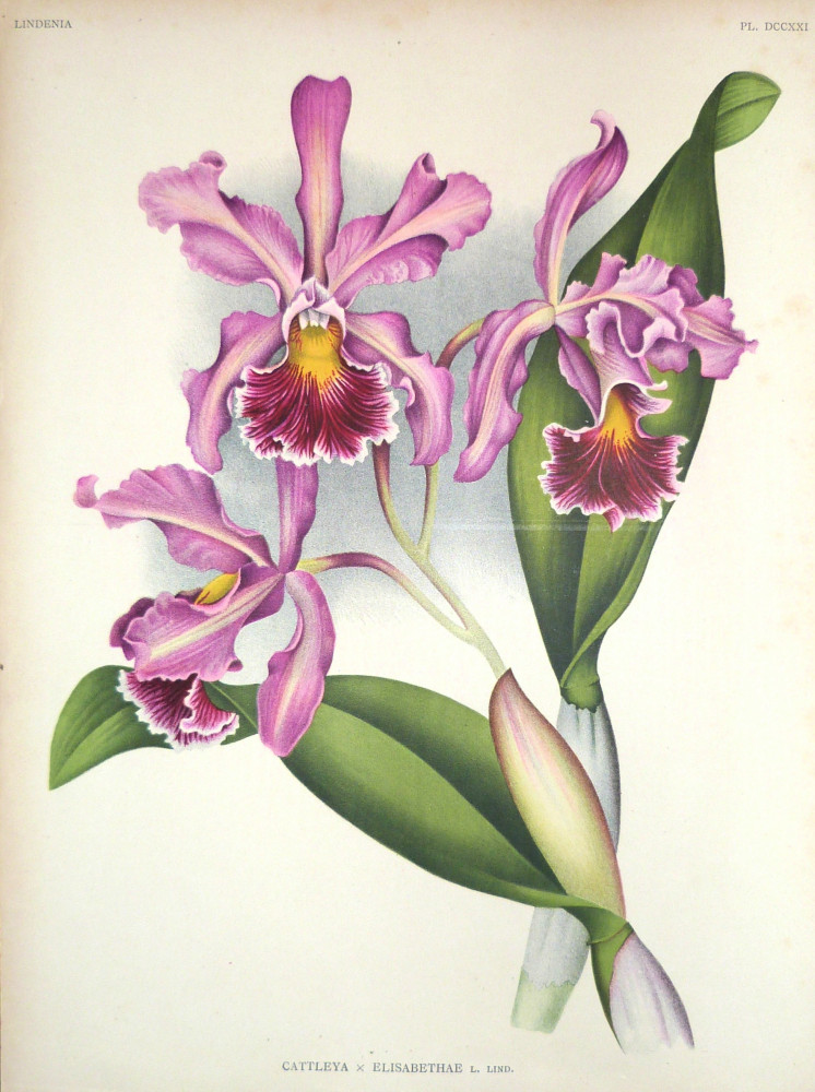 Cattleya x Elisabethae. Belgio,  F. Meyer-Van Loo, 1885.