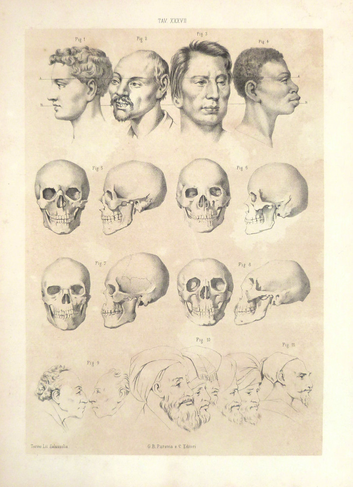 Tav. XXXVII - anatomia umana. Torino, Salussolia, 1852 - 1854.