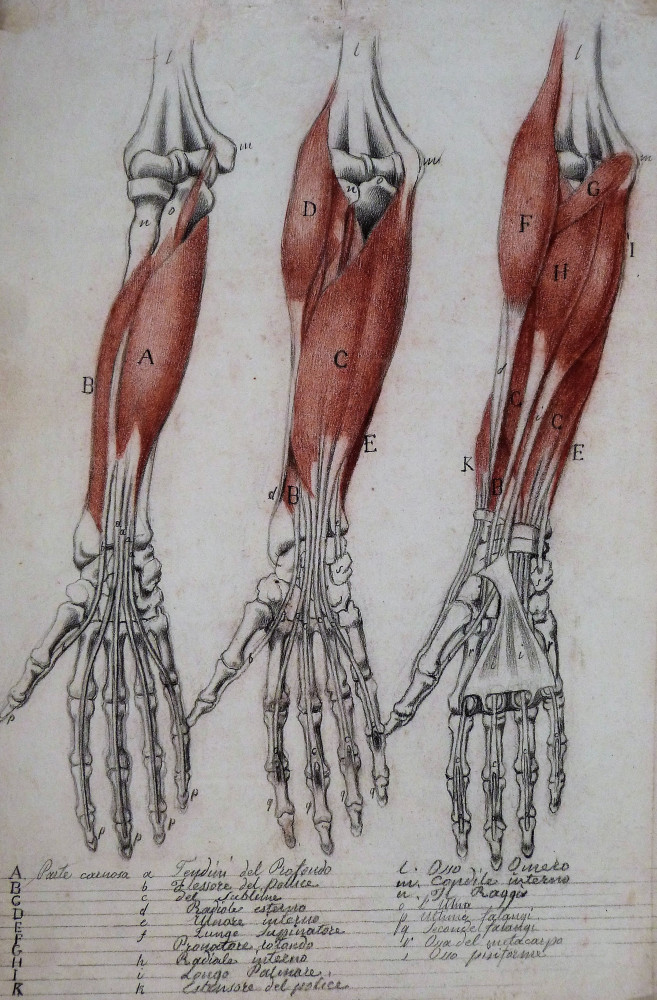 Disegno di anatomia umana. Centro Italia, 1820 circa. 