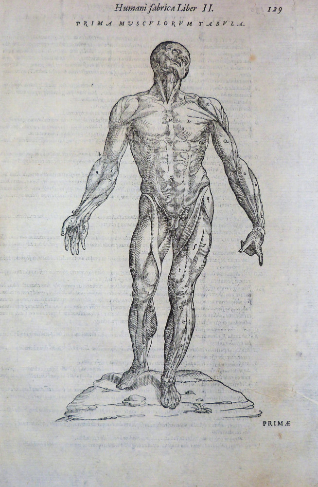  Prima Musculorum Tabula. Venezia, Francesco Sanese, 1588. 