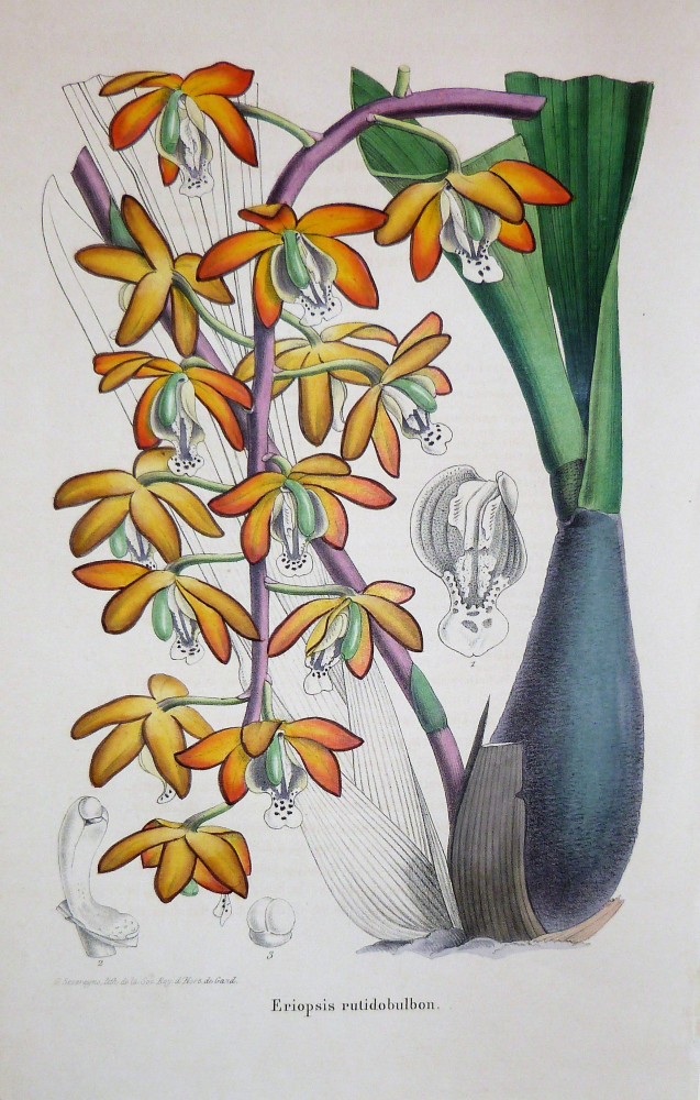 Eriopsis rutidobulbon. Parigi, G. Severeyns, 1850 circa.
