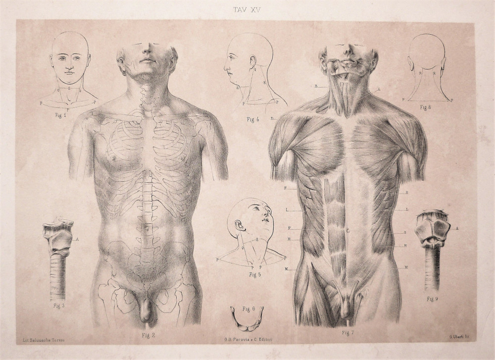 Tav. XV - anatomia umana. Torino, Salussolia, 1852 - 1854.  