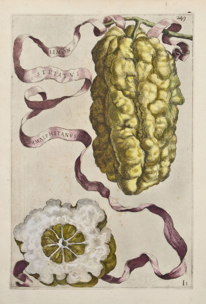 Limon Striatus Amalphitanus. Roma, Giovanni Battista Ferrari, 1646.