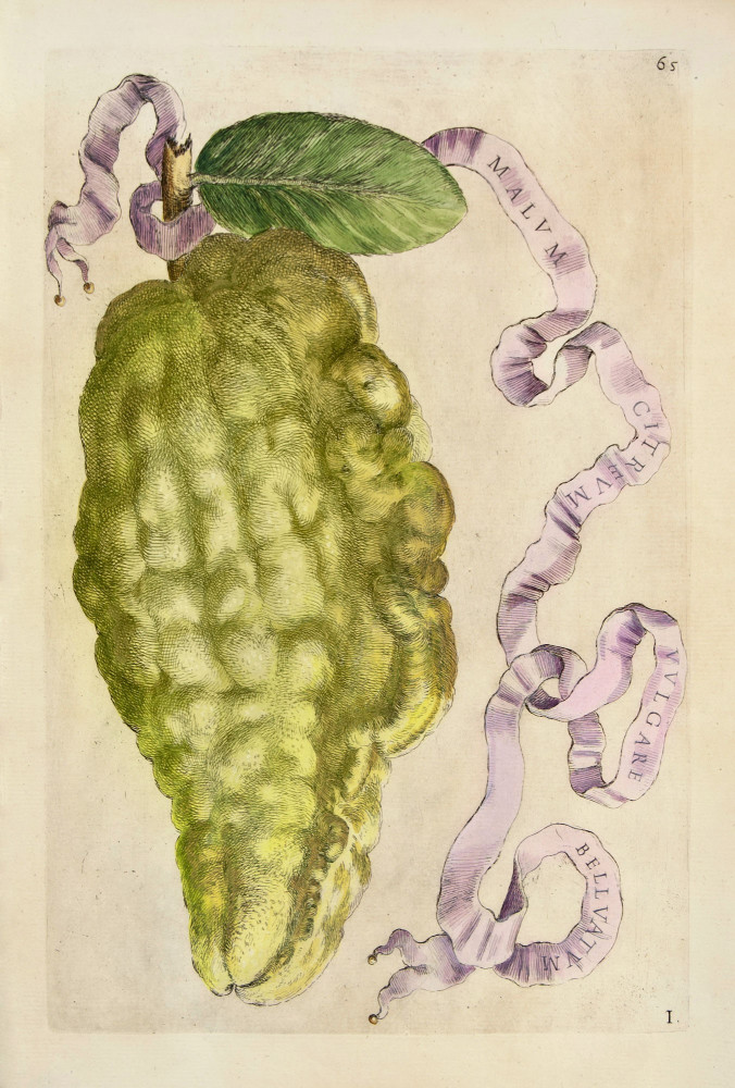 Malum Citreum Vulgare Belluatum. Roma, Giovanni Battista Ferrari, 1646.