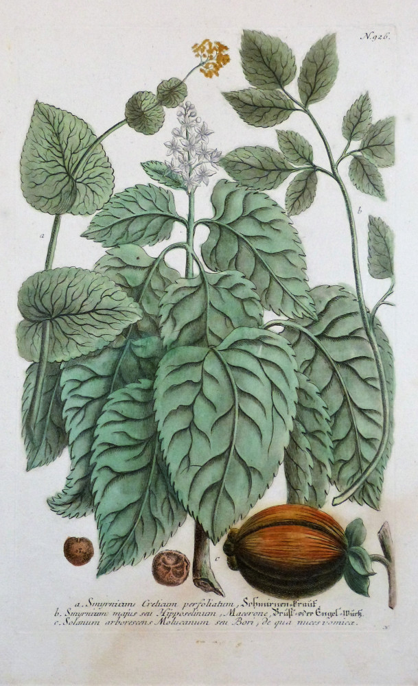 Smyrnium Creticum perfoliatum. Ratisbona, Johann Wilhelm Weinmann, 1737 - 1745.