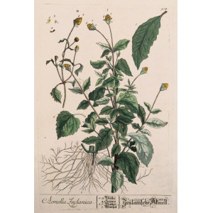 Acmella Zeylanica. Norimberga, Elisabeth Blackwell, 1757 - 1773.
