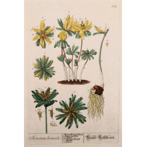 Aconitum hiemale. Norimberga, Elisabeth Blackwell, 1757 - 1773.
