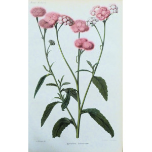 Ageratum Lasseauxii. Parigi, Guillaume Severeyns, 1850 circa.
