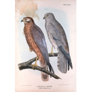 Albanella Minore-Specie XXXIV. Firenze, G. Salvi - A. Manzella, 1879-1906.