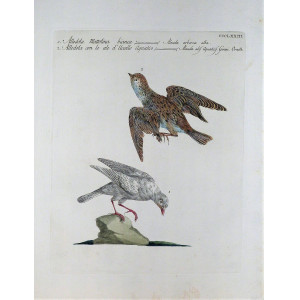 Allodola mattolina bianca-Allodola con le ale d'uccello acquatico. Firenze, S. Manetti - L. Lorenzi - V. Vanni, 1767 - 1776. 