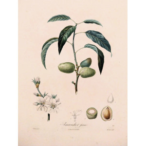 Amandier franc. Parigi, Langlois, 1807.